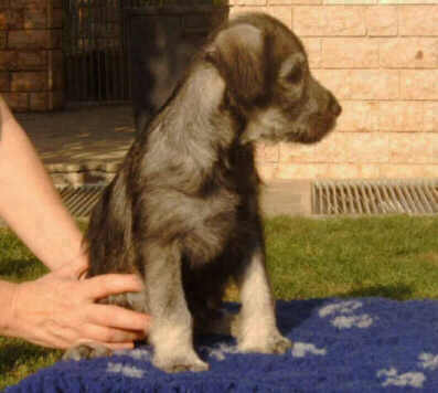 Isolde, 7 weeks old